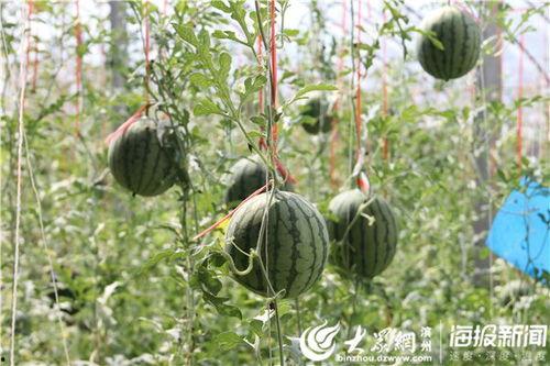吃瓜爆料入口51cg吃瓜视频,揭秘娱乐圈最新热点事件